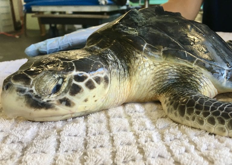 Sea Turtle Hospital Patient – Heath - Clearwater Marine Aquarium