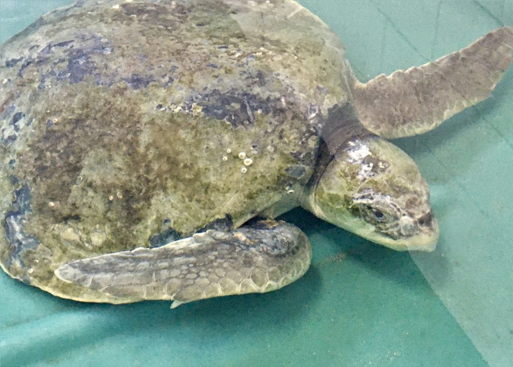 Sea Turtle Hospital Patient – Jujube - Clearwater Marine Aquarium