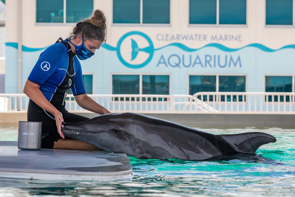 clearwater marine aquarium dolphins