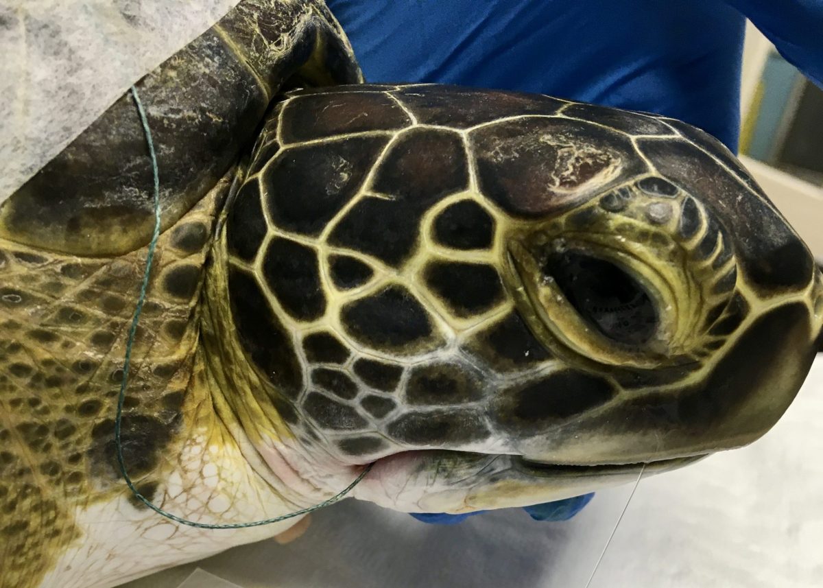 Sea Turtle Hospital Patient – Nerds - Clearwater Marine Aquarium