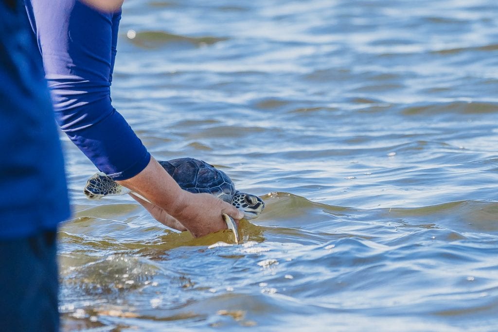 green sea turtle being released