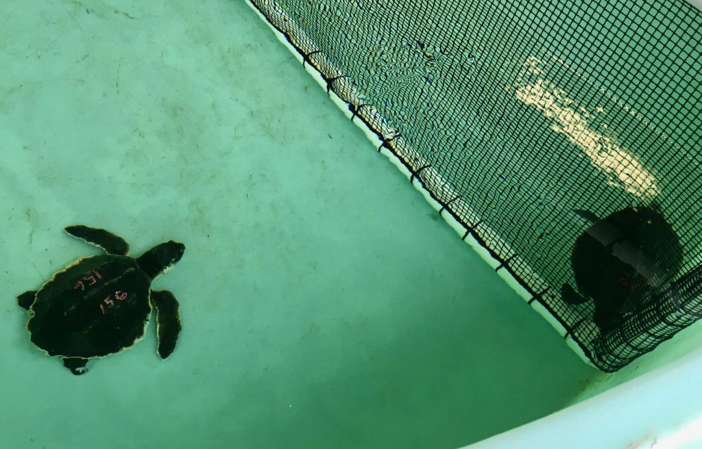 Two Kemp ridley patients shown in their rehab pool.