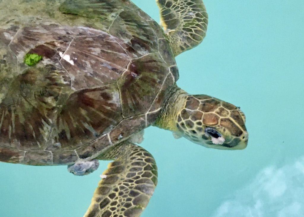 juvenile green sea turtle Twix