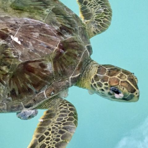 juvenile green sea turtle Twix