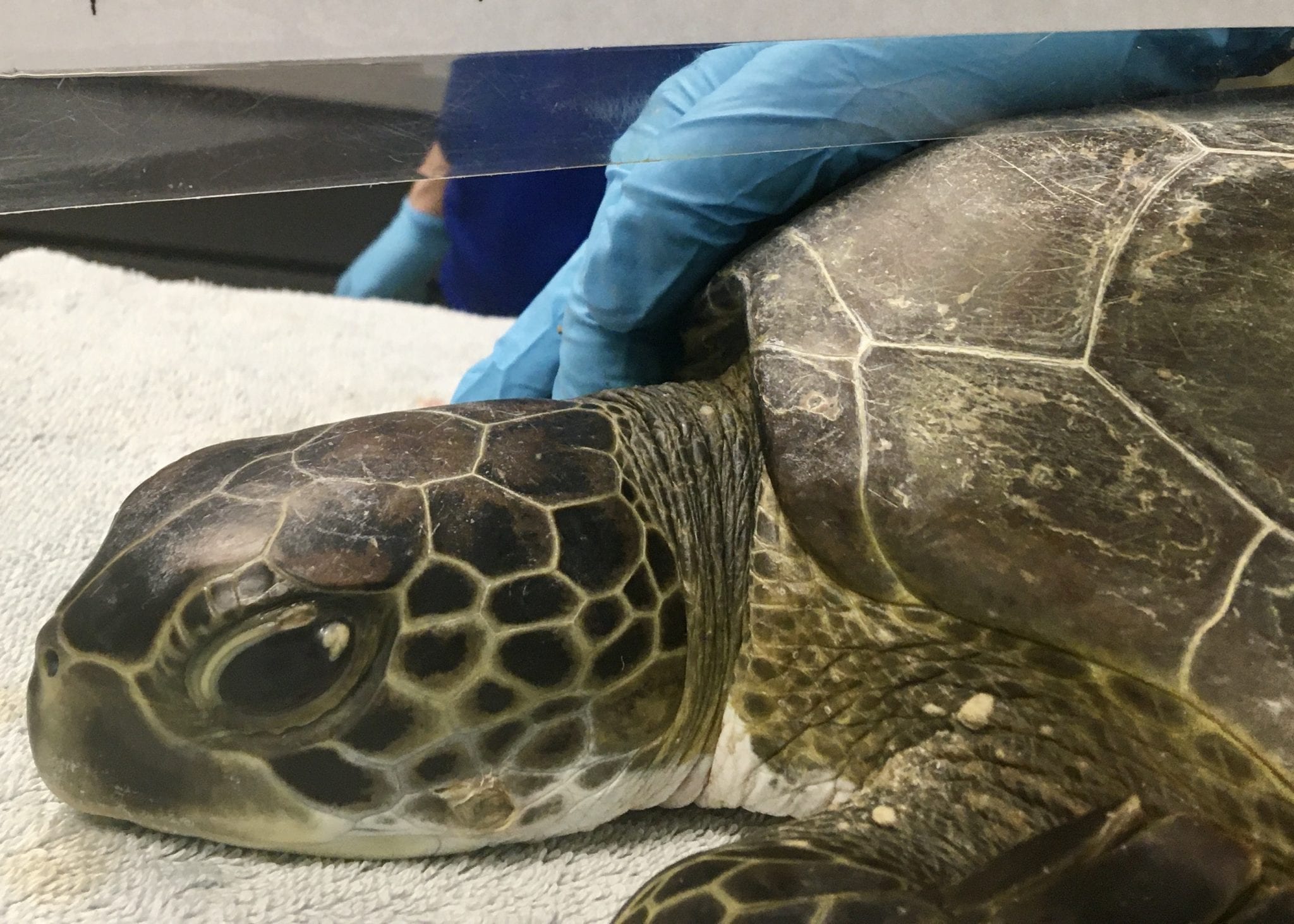 Sea Turtle Hospital Patient – Skittles - Clearwater Marine Aquarium