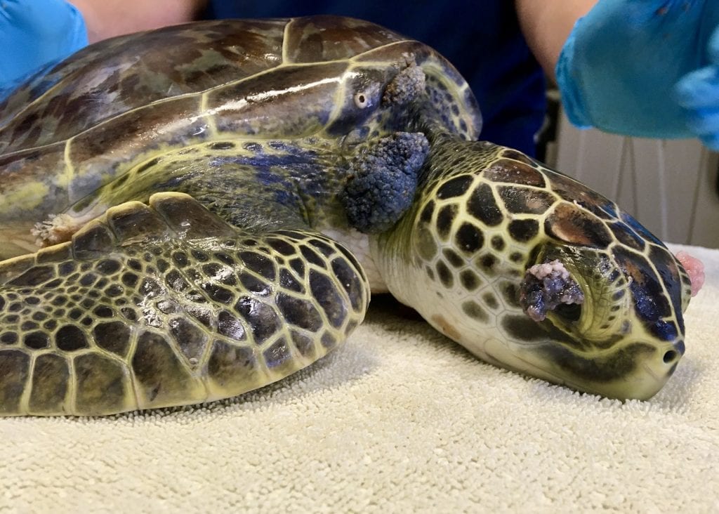 green sea turtle York