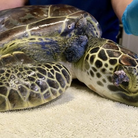 green sea turtle York