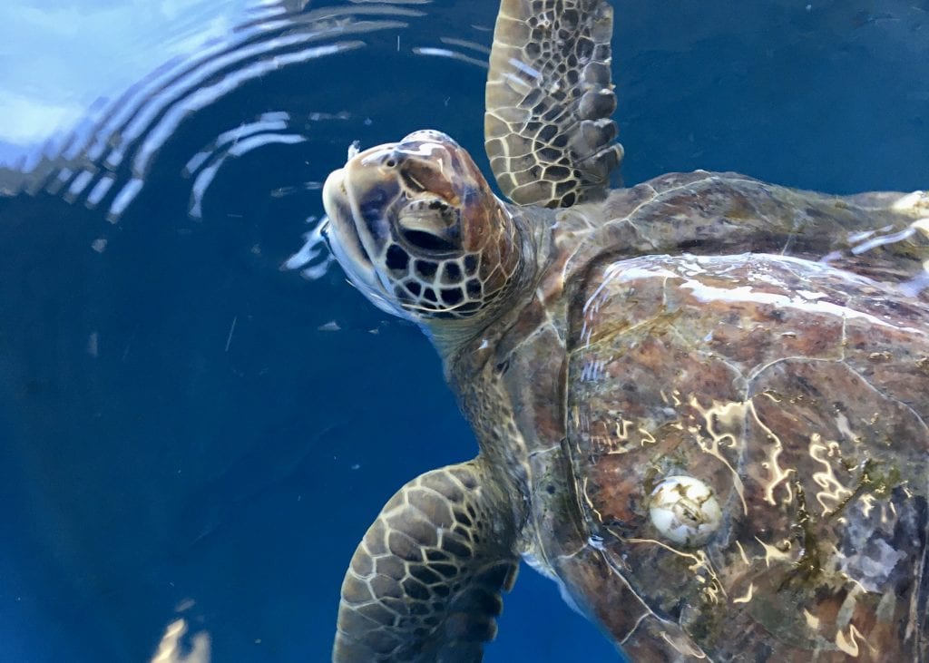 green sea turtle Ivan