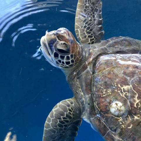 green sea turtle Ivan