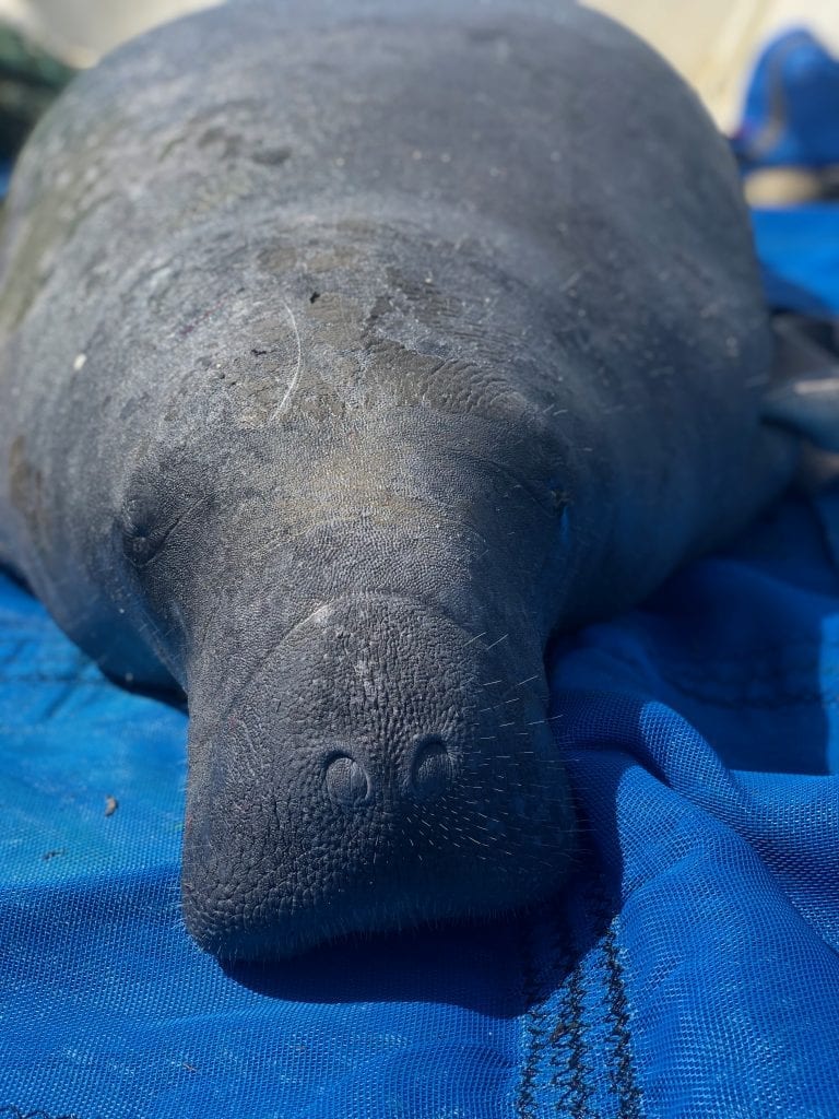 Entangled manatee rescue clearwater marine aquarium