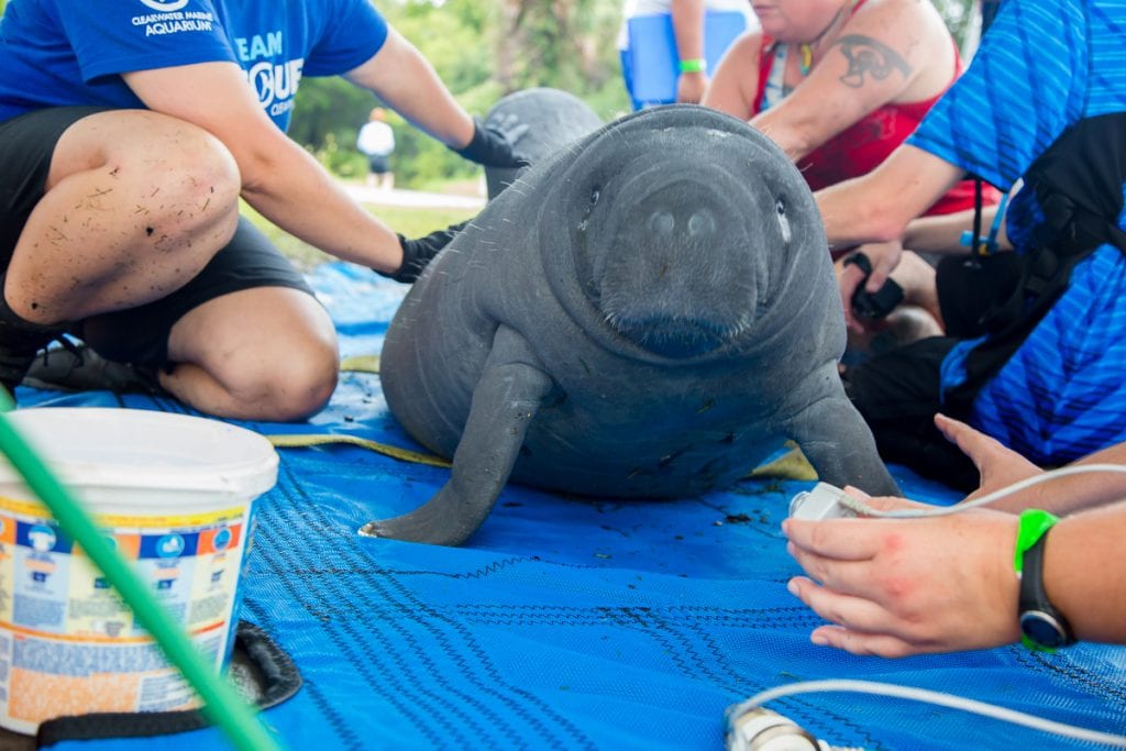 manatee calf rescue