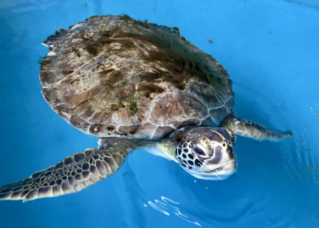 green sea turtle Percy