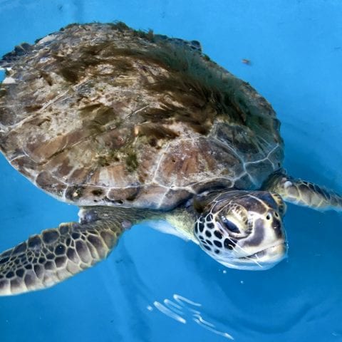 green sea turtle Percy