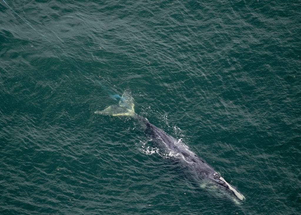 Entangled right whale