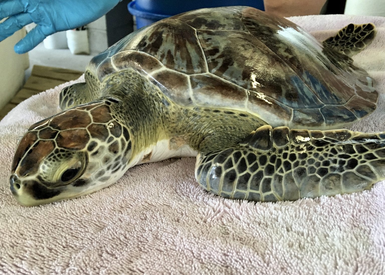 Sea Turtle Hospital Patient – Kit - Clearwater Marine Aquarium