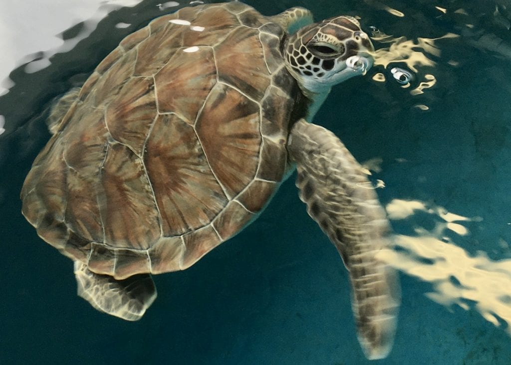 green sea turtle Rupert