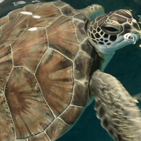 green sea turtle Rupert