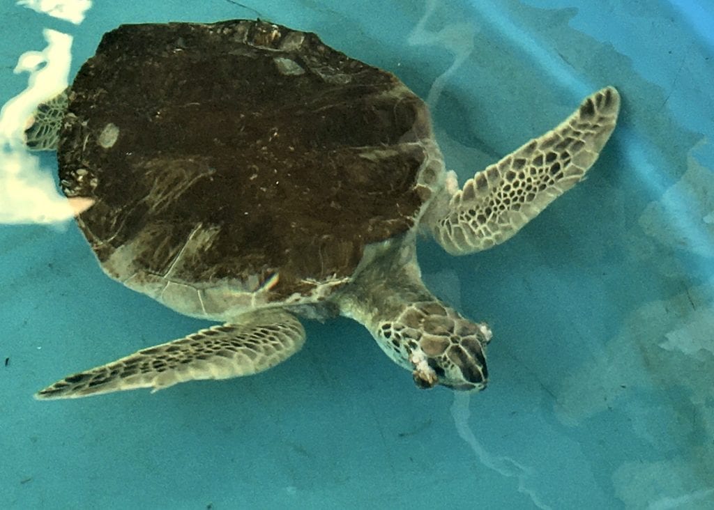 green sea turtle Quinten