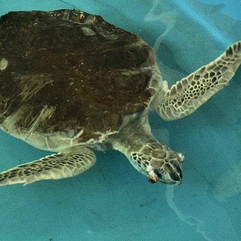 green sea turtle Quinten
