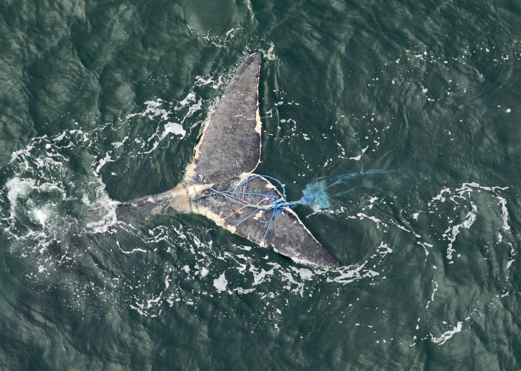 Entangled Right Whale Calf