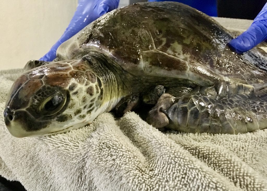 green sea turtle kit