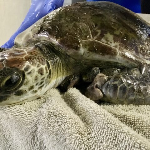 green sea turtle kit