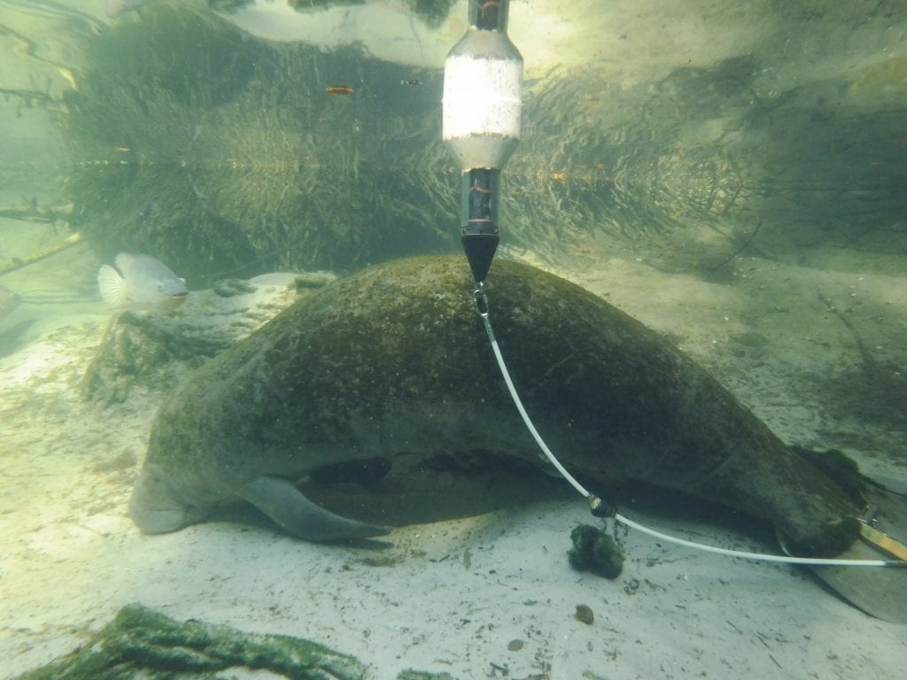 manatee with tracker