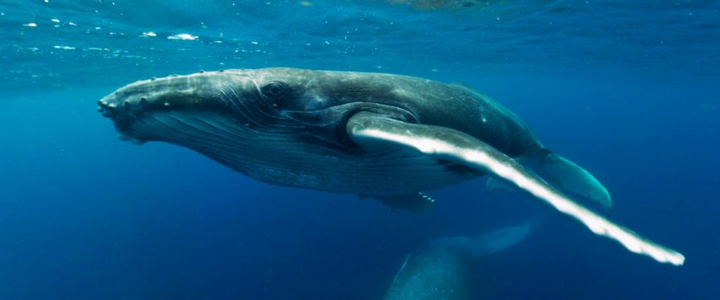 Whale Close-Up