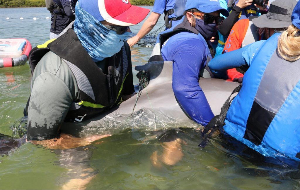 entangled dolphin calf