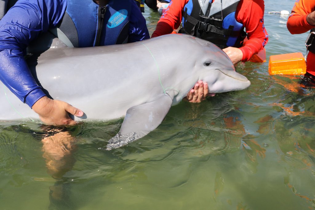 entangled dolphin calf