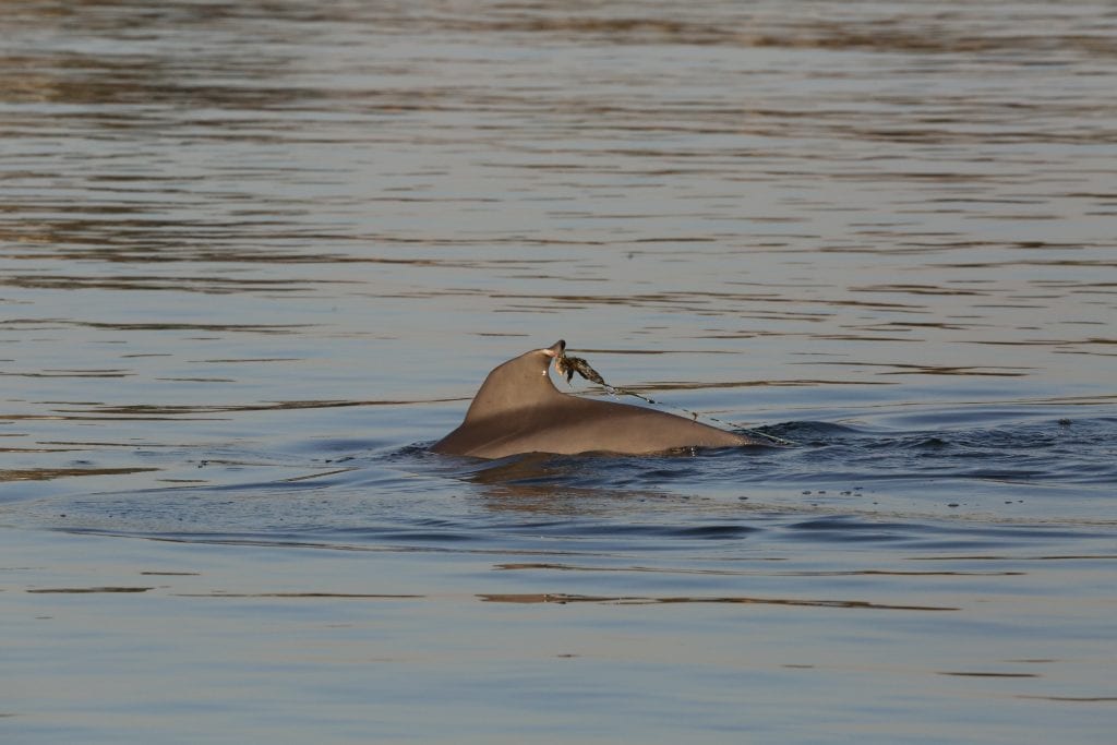 entangled dolphin calf