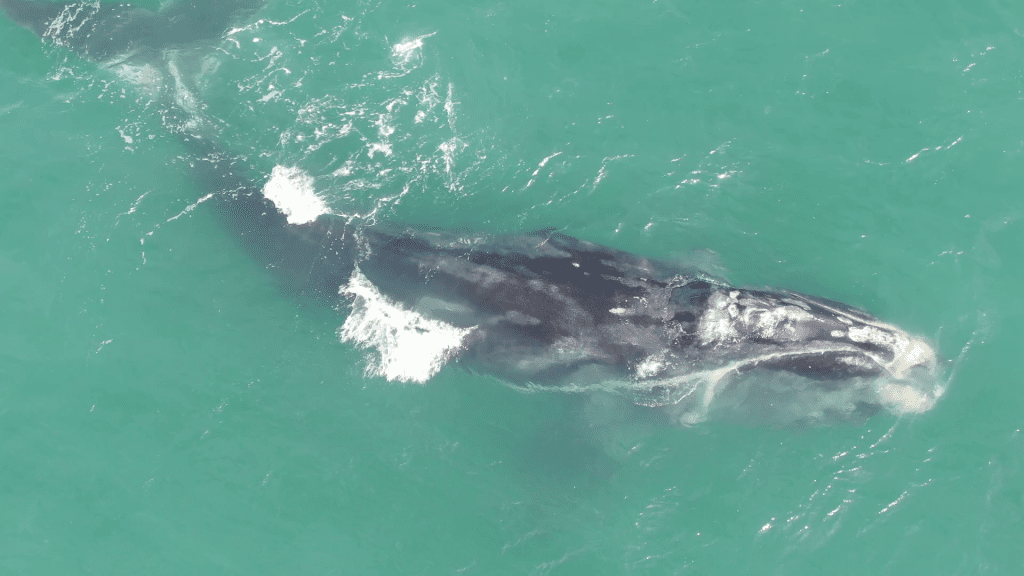 North Atlantic Right Whale Calf Stranded Dead in Florida