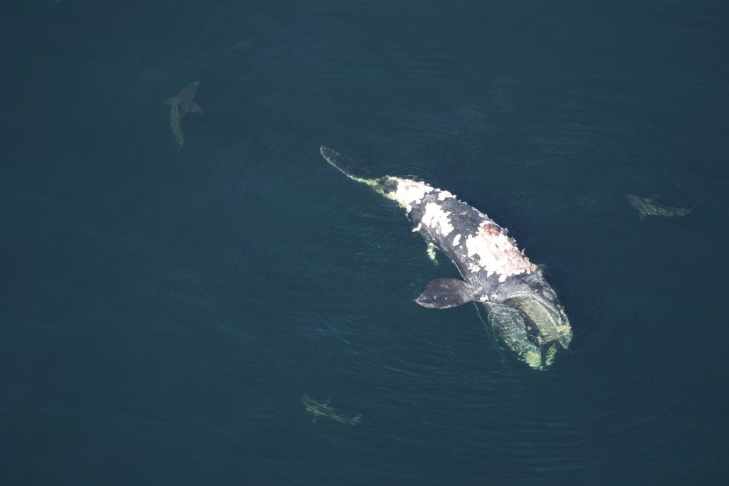 North Atlantic Right Whale Calf Stranded Dead in Florida