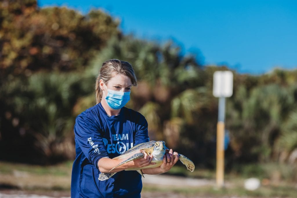 green sea turtle release