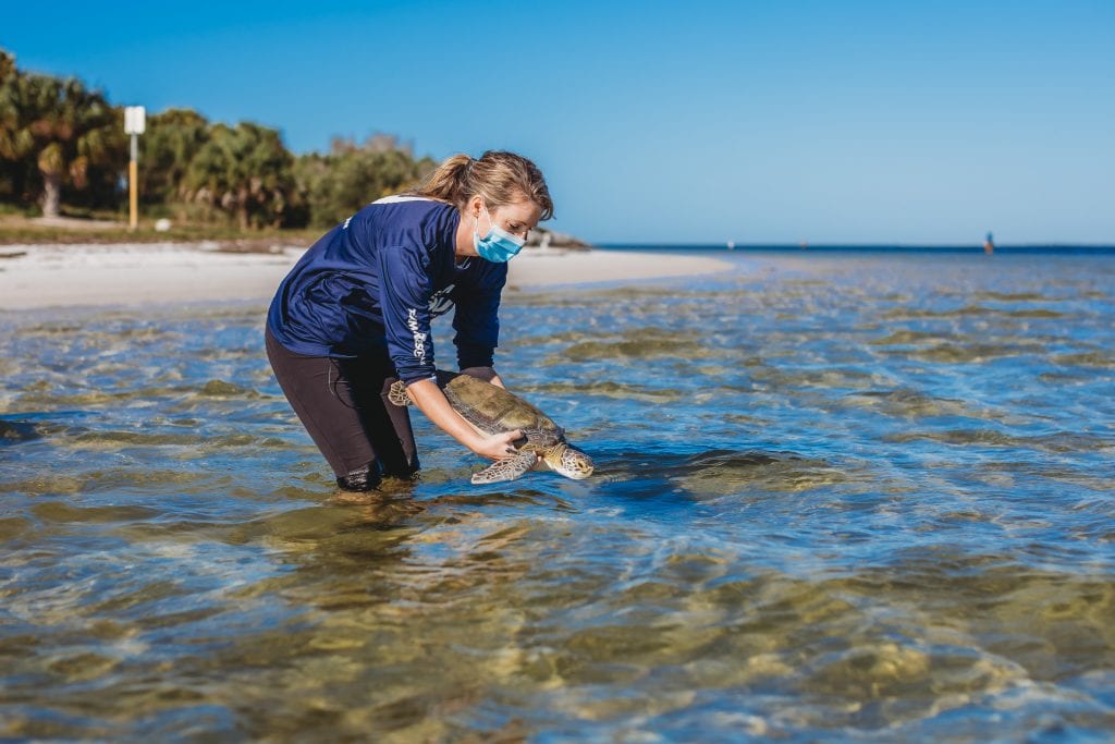 green sea turtle release