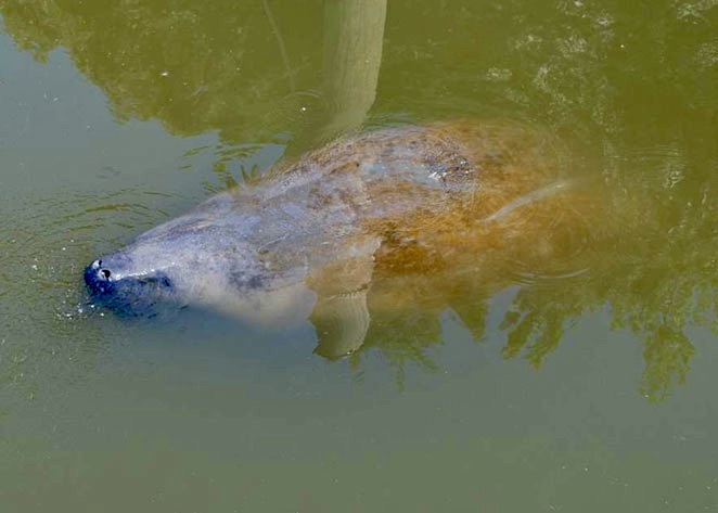chessie manatee