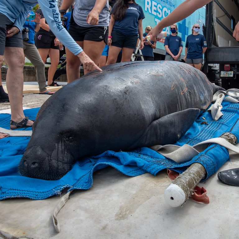Manatee Tracking Chessie Clearwater Marine Aquarium