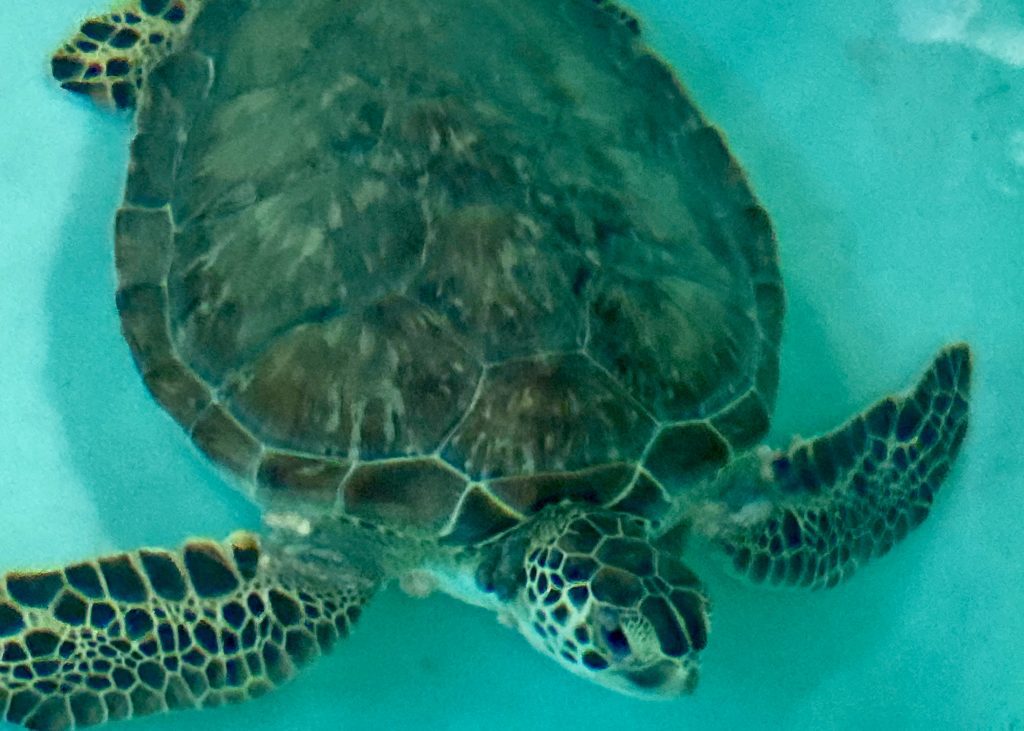 green sea turtle