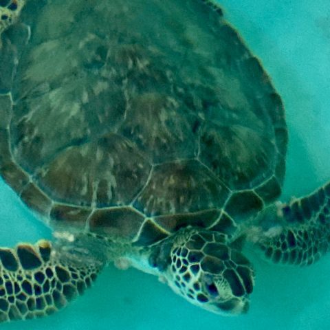 green sea turtle