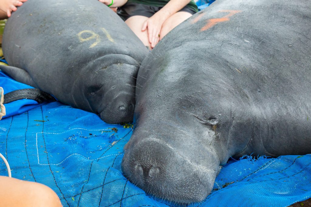 rescued manatees