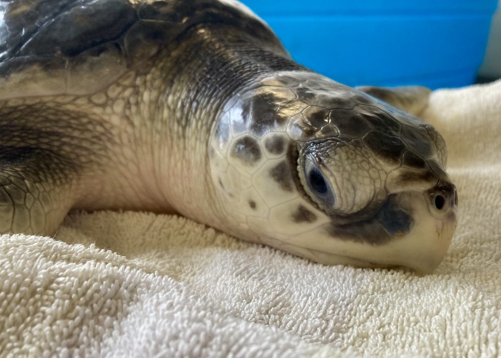 kemp's ridley sea turtle