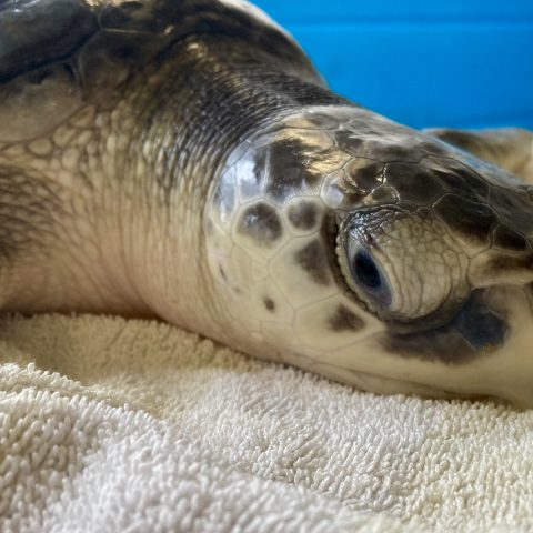 kemp's ridley sea turtle