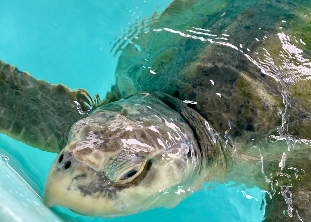 Kemp's ridley sea turtle