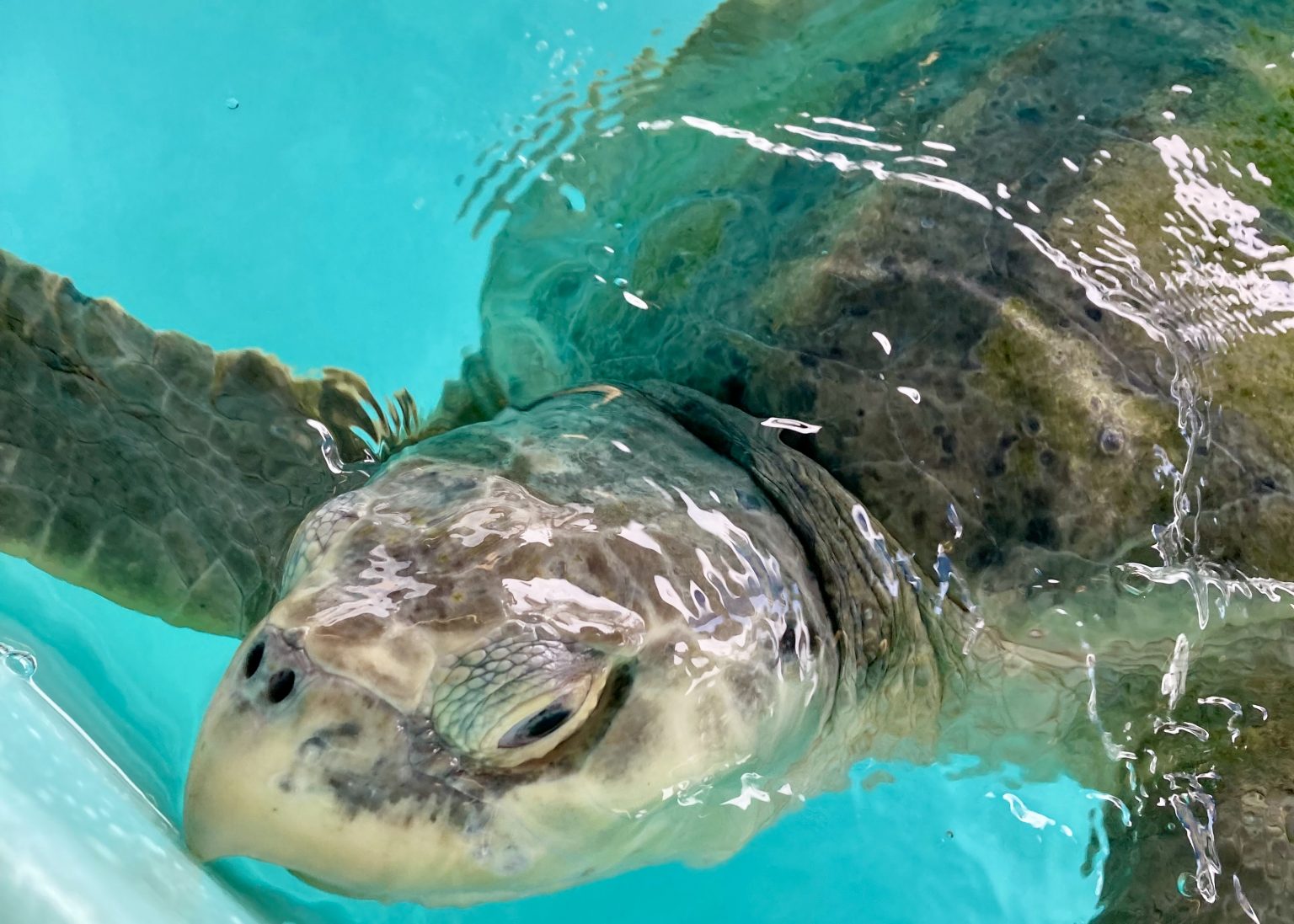 Sea Turtle Hospital Patient – Chandler - Clearwater Marine Aquarium