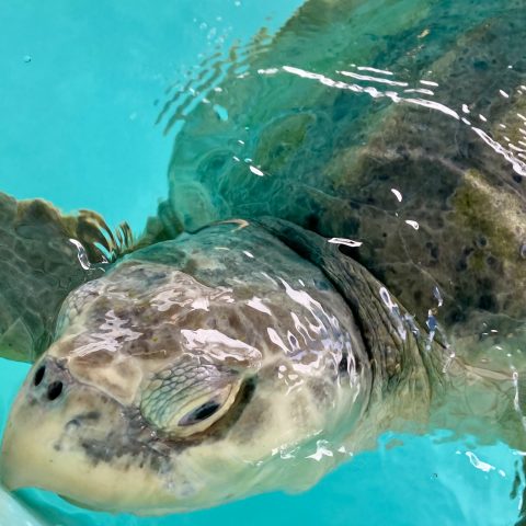 Kemp's ridley sea turtle