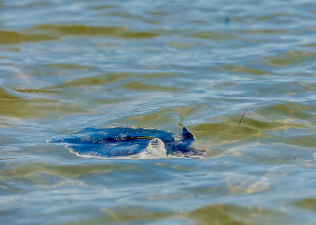 sea turtle release