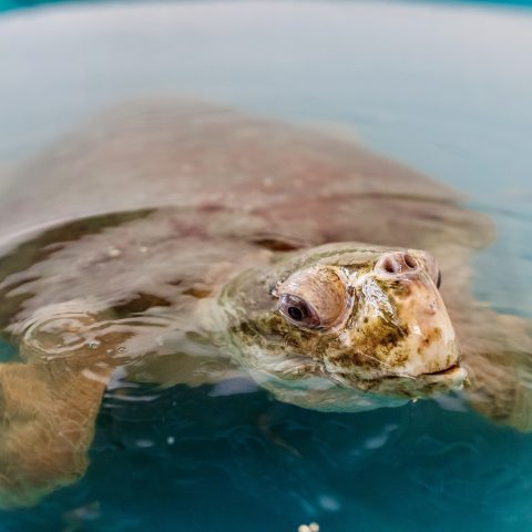 loggerhead patient