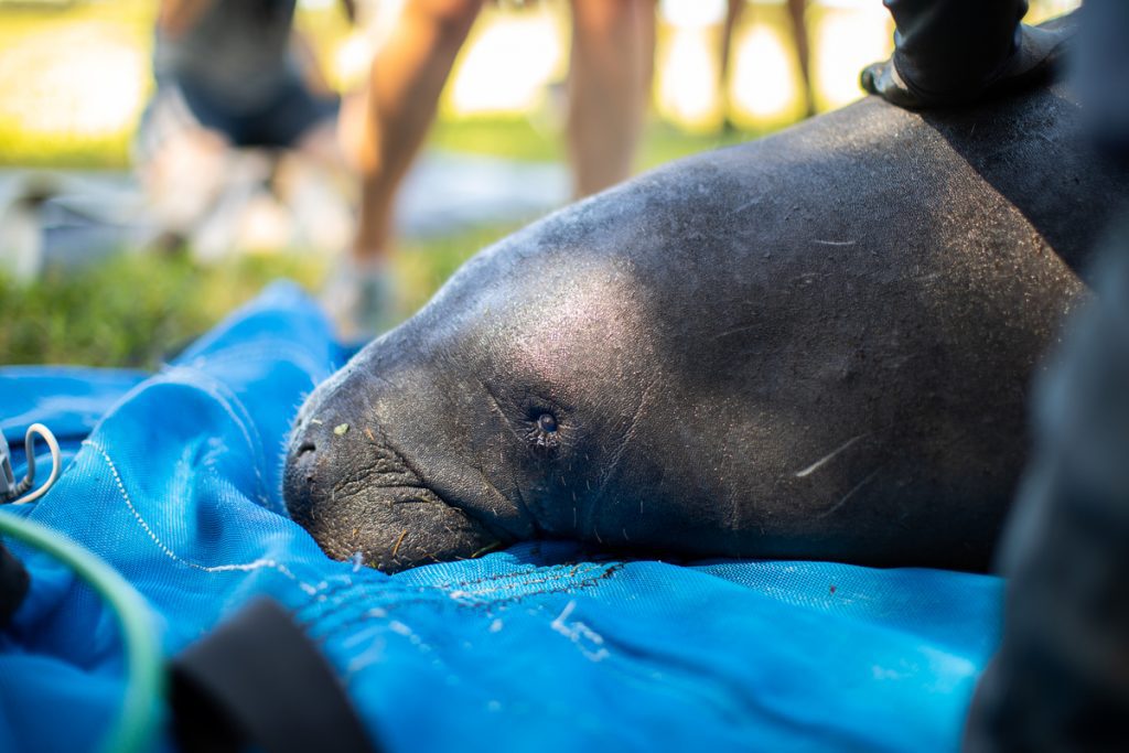 rescued manatee