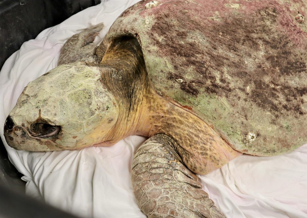 loggerhead patient ginger