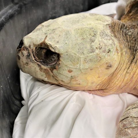 loggerhead patient ginger